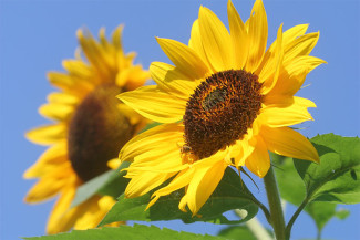 Sonnenblume